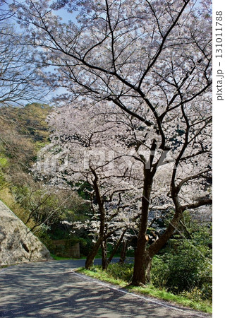 島根半島海岸沿いの桜並木 チェリーロード 島根半島海岸沿いの桜並木 チェリーロード 131011788