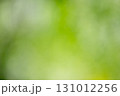 爽やかな緑のイメージ素材 131012256