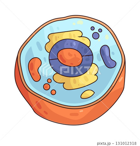 illustration of Animal Cell illustration of Animal Cell 131012318