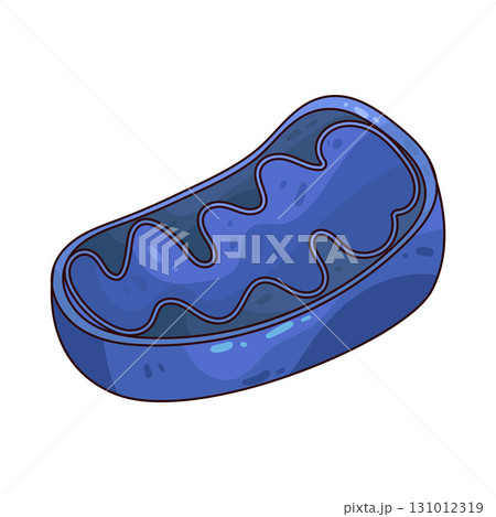 illustration of Mitochondria illustration of Mitochondria 131012319