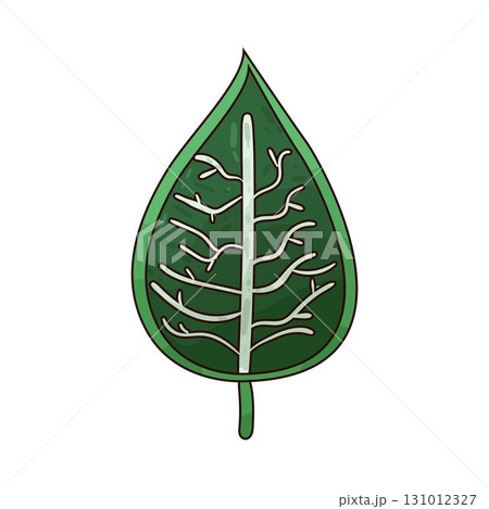 illustration of Leaf Structure illustration of Leaf Structure 131012327