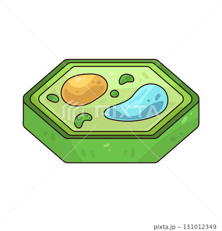 illustration of Plant Cell illustration of Plant Cell 131012349