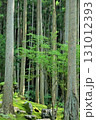 苔と木々 131012393