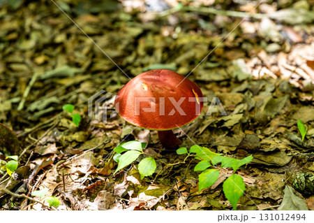 【国指定天然記念物】鯉ヶ窪湿原　初秋の遊歩道に生えたベニイグチ　岡山県新見市 131012494