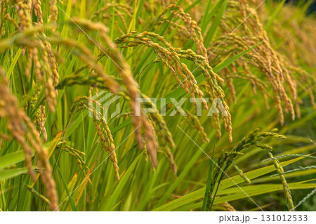 250919上野平m015 131012533