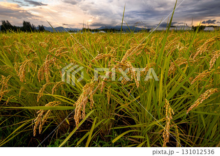 250919上野平s030 131012536