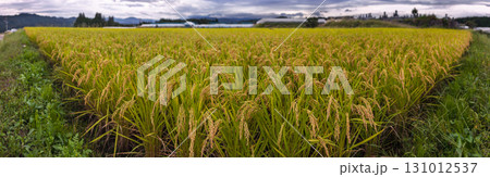 250919上野平z050-056P 250919上野平z050-056P 131012537