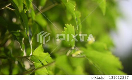 植物イメージ 131012857