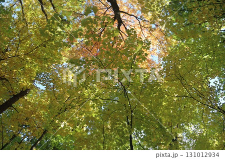 紅葉したモミジに一面覆われた背景 131012934