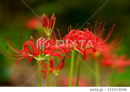 彼岸花 131013046