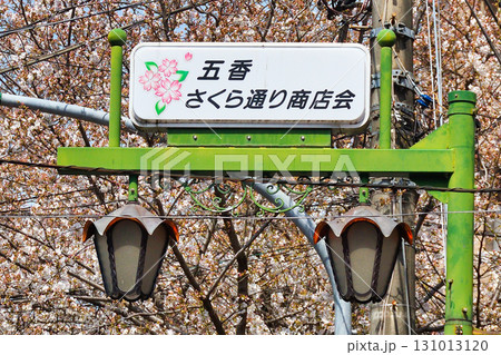 常盤平さくらまつり（千葉県松戸市） 131013120