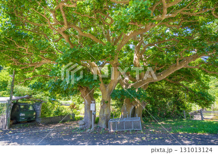 夫婦デイゴ - 奄美 加計呂麻島 阿多地 131013124