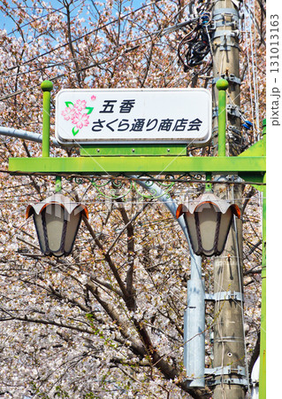 常盤平さくらまつり(千葉県松戸市) 常盤平さくらまつり(千葉県松戸市) 131013163