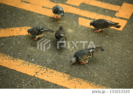 地面の餌をついばむ鳩の群れ 地面の餌をついばむ鳩の群れ 131013320