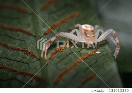 Goldenrod Crab Spider Goldenrod Crab Spider 131013380
