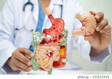 Digestive system with stomach and intestine, Asian doctor holding human anatomy model for study diagnosis and treatment in hospital. 131013593