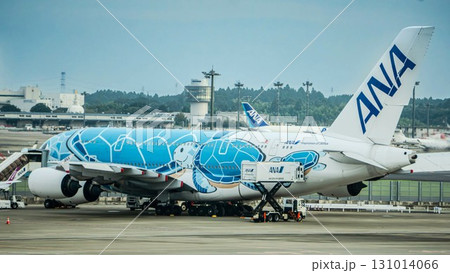 ANAのフライングホヌ 駐機中の機体と空港 131014066