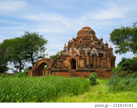 Dhammayangyi Temple amid the lush green grass and trees in Bagan Dhammayangyi Temple amid the lush green grass and trees in Bagan 131014191