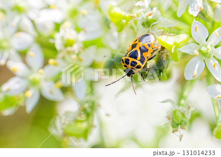 ニラの花に留まるヒメナガメ 131014233