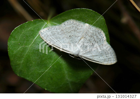 白地に微細なごま塩模様と翅縁のステッチ風柄がおしゃれなギンバネヒメシャク蛾成虫（ストロボマクロ撮影） 131014327