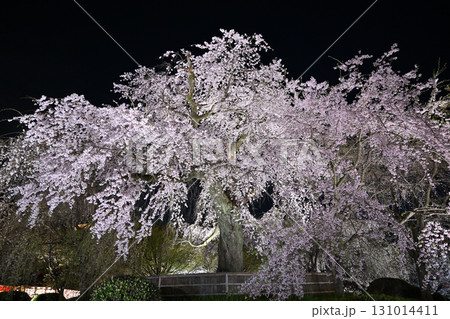 京都円山公園のシダレザクラ 2024年春 京都円山公園のシダレザクラ 2024年春 131014411