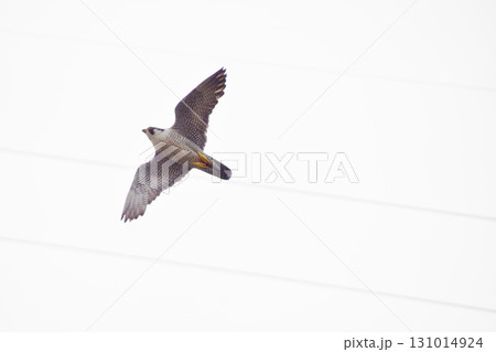 Falcon 繁殖域に侵入した外敵を追い払うために巣から飛び立ったハヤブサの雄 (超望遠ズーム撮影) Falcon 繁殖域に侵入した外敵を追い払うために巣から飛び立ったハヤブサの雄 (超望遠ズーム撮影) 131014924