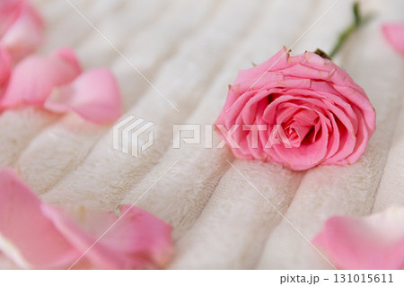 An Elegant Pink Rose Blooming Against a Soft Background Surrounded by Beautiful Petals 131015611