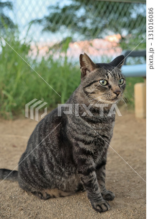 広場で遊ぶとら猫 広場で遊ぶとら猫 131016086