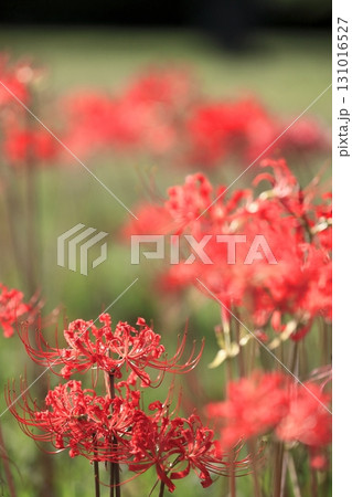 彼岸花 彼岸花 131016527