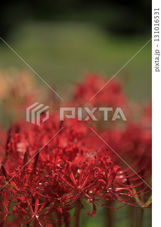 彼岸花 彼岸花 131016531