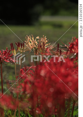 彼岸花 131016534