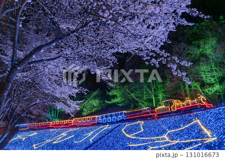 夜の桜と世界一小さい鉄道・ロムニー鉄道のイルミネーション　伊豆　修善寺　虹の郷　春 131016673