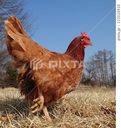 ちゃーちゃん店長.14 131016910