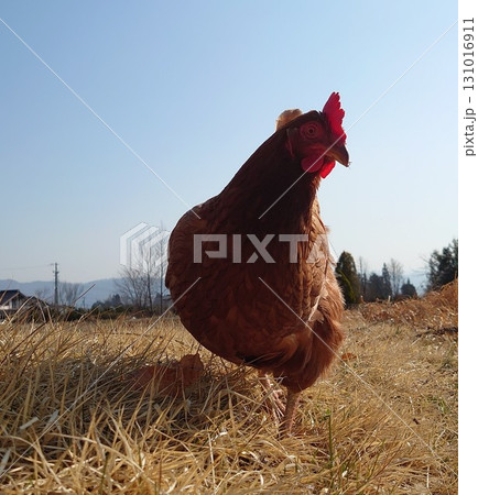 ちゃーちゃん店長.13 131016911