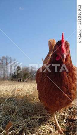 ちゃーちゃん店長.12 131016912