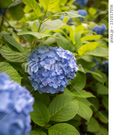 青い紫陽花 青い紫陽花 131017056