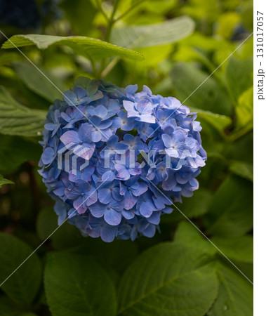 青い紫陽花 131017057