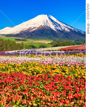 北海道の花畑と富士山合成写真 131017253