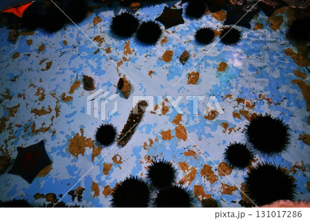 わっかりうむ ノシャップ寒流水族館　タッチプールの風景 131017286