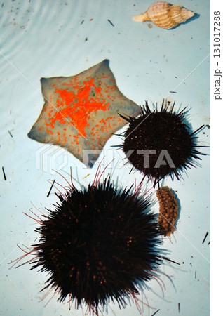 わっかりうむ ノシャップ寒流水族館 タッチプールの風景 わっかりうむ ノシャップ寒流水族館 タッチプールの風景 131017288