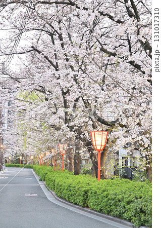 京都 木屋町通りの桜2024年春年春 京都 木屋町通りの桜2024年春年春 131017310