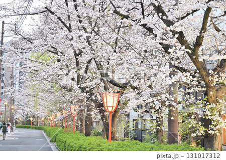 京都 木屋町通りの桜2024年春 京都 木屋町通りの桜2024年春 131017312