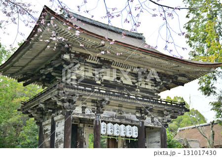 滋賀県　三井寺（園城寺)2024年春 131017430