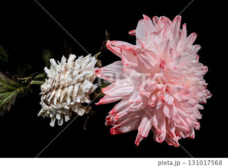 Still Life with Pink Chrysanthemum and Murex Shell Still Life with Pink Chrysanthemum and Murex Shell 131017568