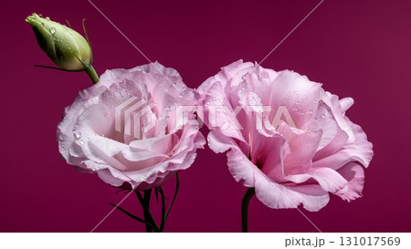 Pink Lisianthus Flowers and a Bud Pink Lisianthus Flowers and a Bud 131017569