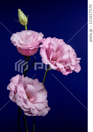 Pink Lisianthus Flowers and a Bud on Blue 131017570