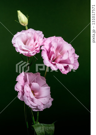 Pink Lisianthus Flowers and Bud on Dark Green 131017571