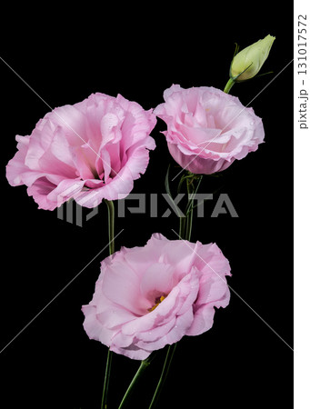Pink Lisianthus Flowers and Bud on Black 131017572