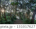 木漏れ日の森 131017627