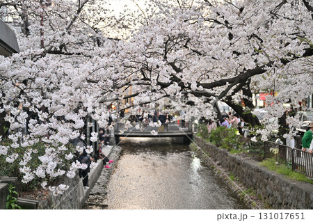 京都 木屋町通りの桜2024年春年春 京都 木屋町通りの桜2024年春年春 131017651